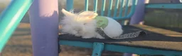 Lionhead rabbits for sale: cute female bunny for sale - Advert 4