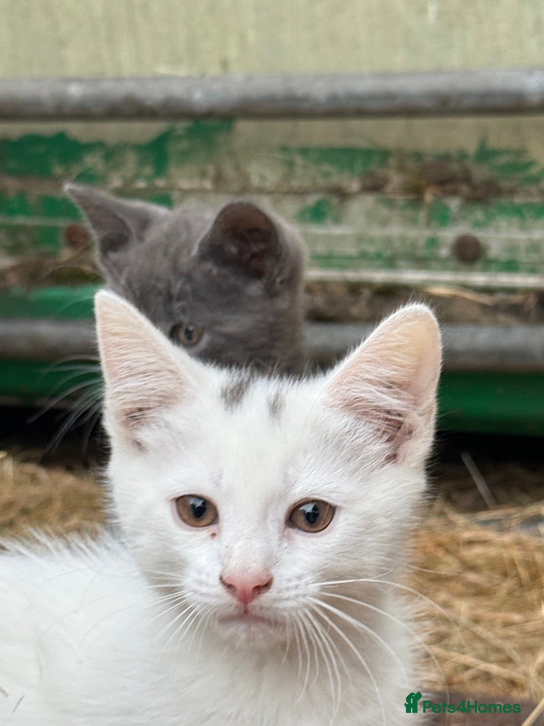 Siamese cats for sale: Stunning Siamese X Ragdoll kittens  - Image 7