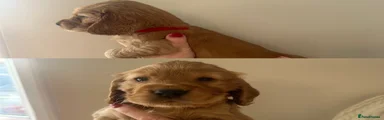 Cocker Spaniel 2