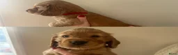Cocker Spaniel dogs for sale: Show cocker spaniel puppies  - Advert 14