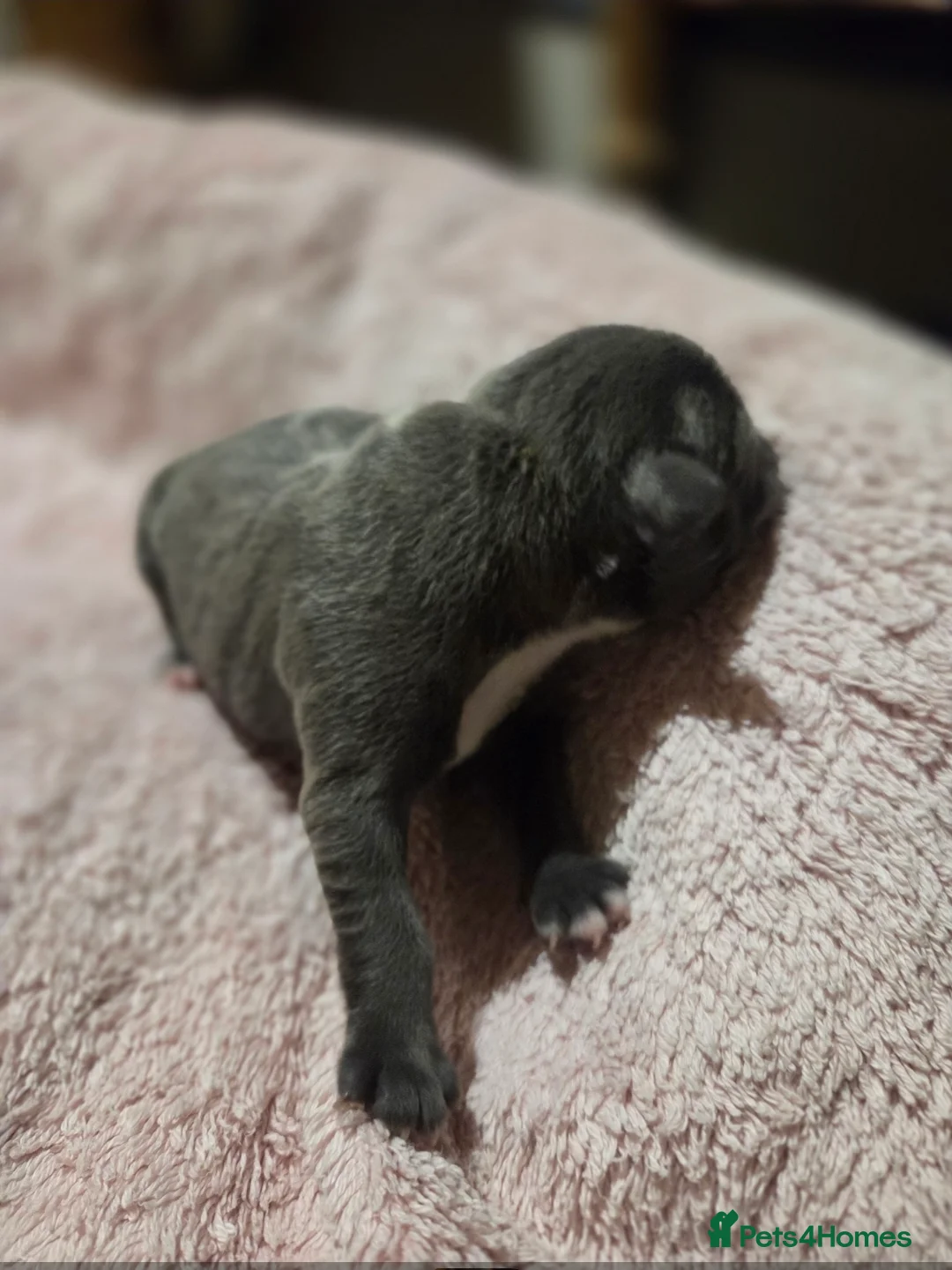 Staffordshire Bull Terrier dogs for sale: KC Reg Staffordshire Bull terrier puppies  - Advert 11