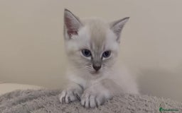 Ragdoll cats for sale: ONE GIRL LEFT! CUDDLY RAGDOLL-PERSIAN KITTENS - Image 24