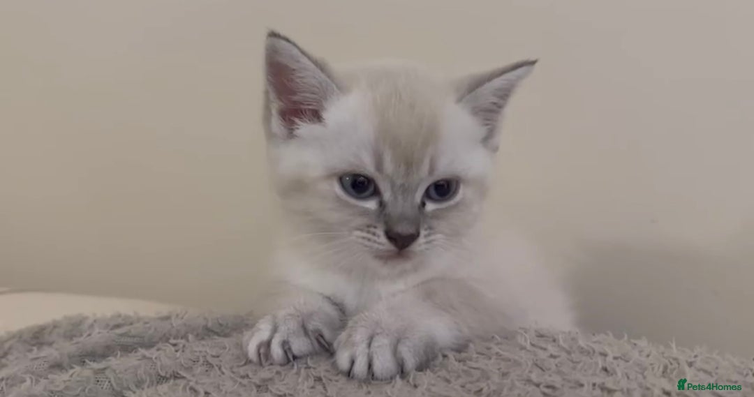 Ragdoll cats for sale: ONE GIRL LEFT! CUDDLY RAGDOLL-PERSIAN KITTENS - Image 24