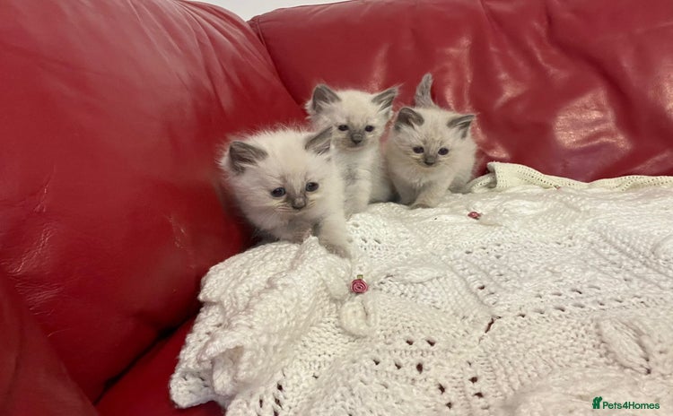 Ragdoll cats - Advert 1