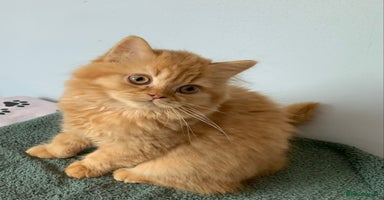 British Longhair cats - Advert 5