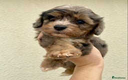 Cavapoo dogs for sale: Extensively Health tested F1 Toy Cavapoo puppies - Image 6