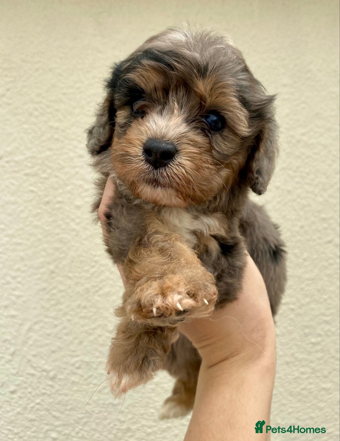 Cavapoo dogs for sale: Extensively Health tested F1 Toy Cavapoo puppies - Image 6