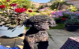 Miniature Poodle dogs for stud: KC phantom miniature poodle stud health tested in Thetford - Image 28