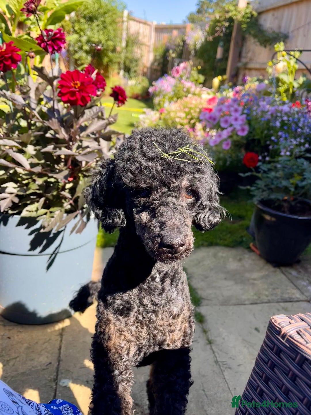 Miniature Poodle dogs for stud: KC phantom miniature poodle stud health tested in Thetford - Image 28