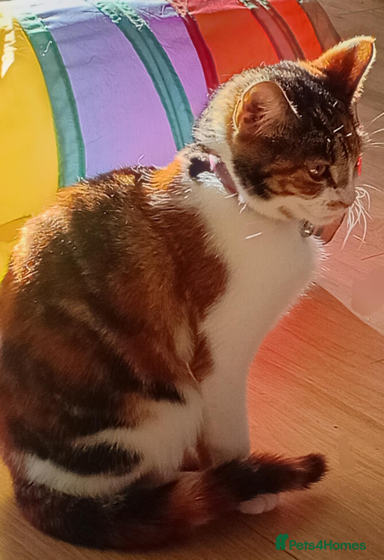 Mixed Breed cats Meet Tinkbell  - Advert 3