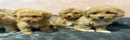 Maltipoo dogs for sale: ❤️Maltipoo F1 Babies💙 - Advert 17