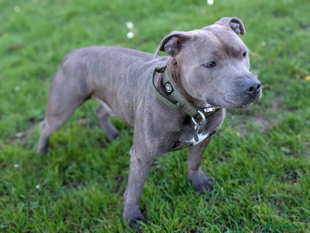 Staffordshire Bull Terrier dogs for stud: KC Registered Staffy Stud - Health Tested - Advert 2