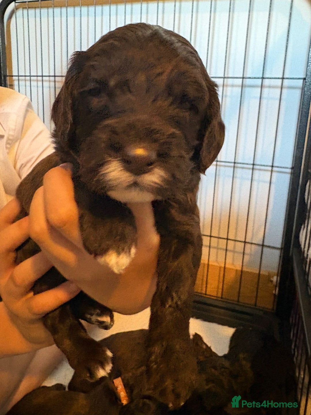 Mixed Breed dogs for sale: Irish cockapoo puppy  - Image 6