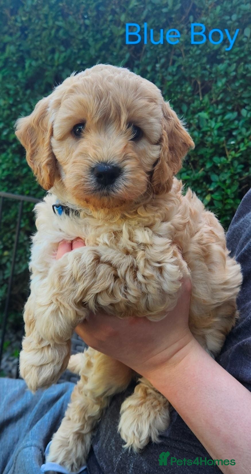 Cockapoo dogs 1 Amazing F1 Cockapoo Pup, Health tested parents - Advert 2