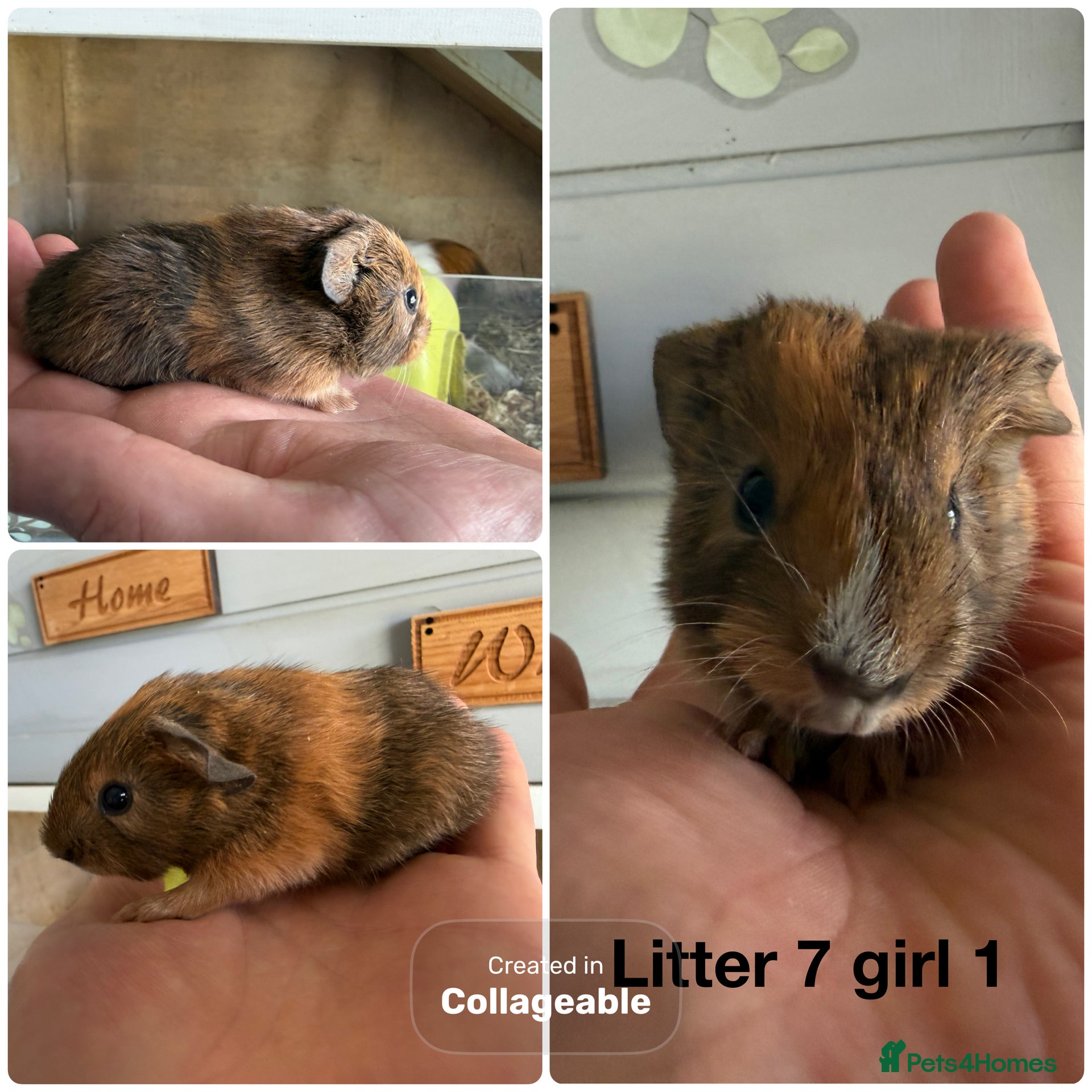 Guinea Pig rodents 6 Guinea pig baby boars and sows  - Advert 15