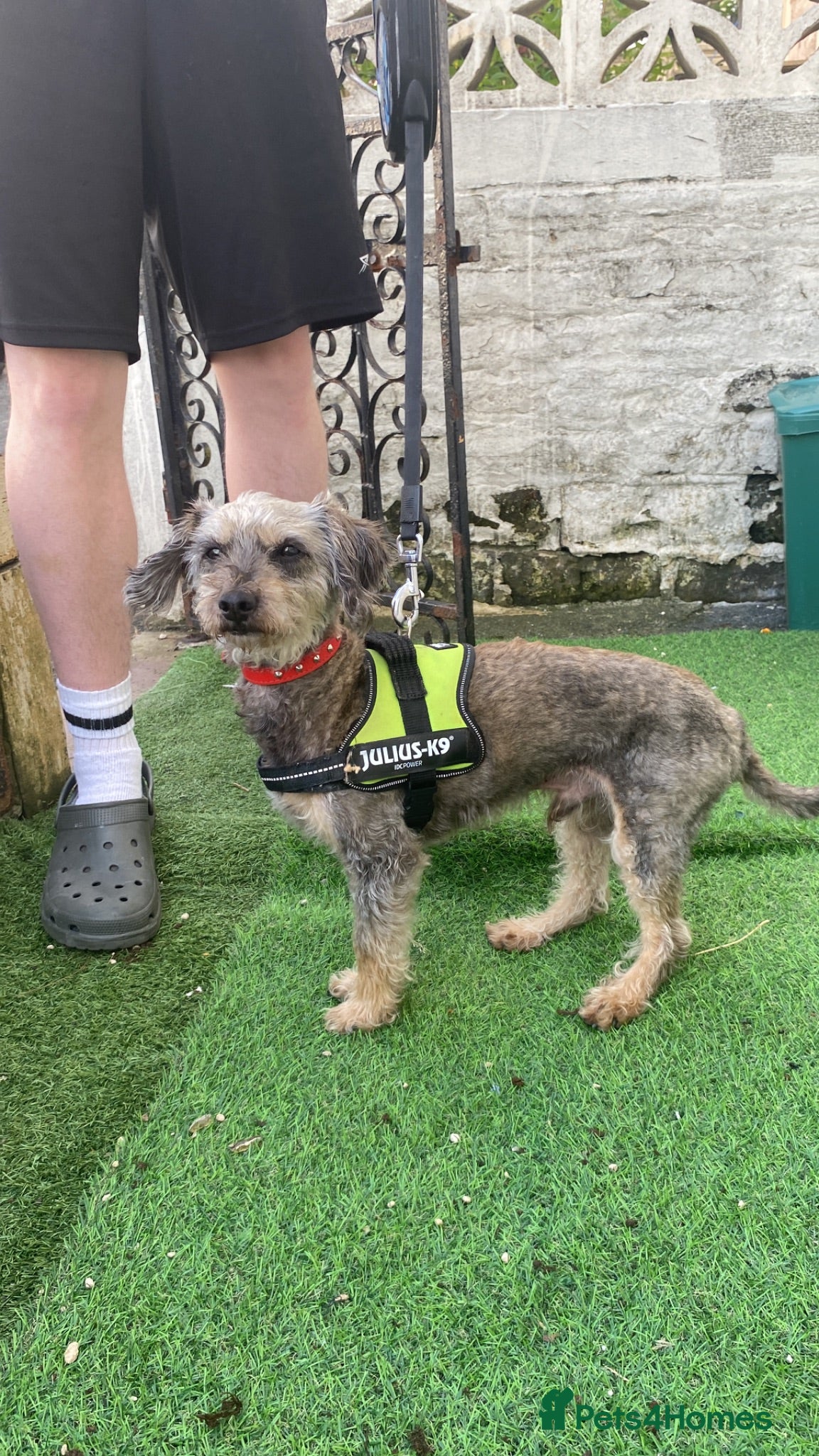 Mixed Breed dogs Miniature boy 4 years old  - Advert 6