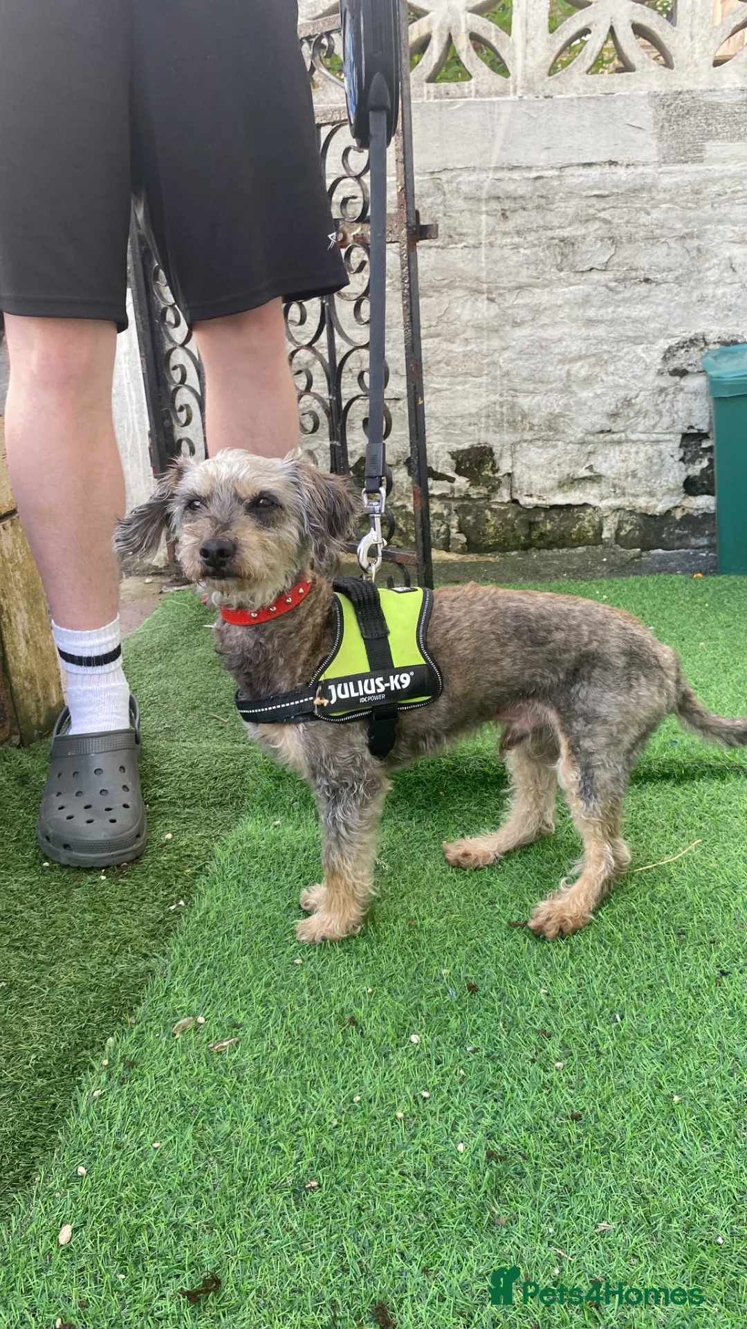 Mixed Breed dogs for sale: Miniature boy 4 years old  in Burnley - Advert 1