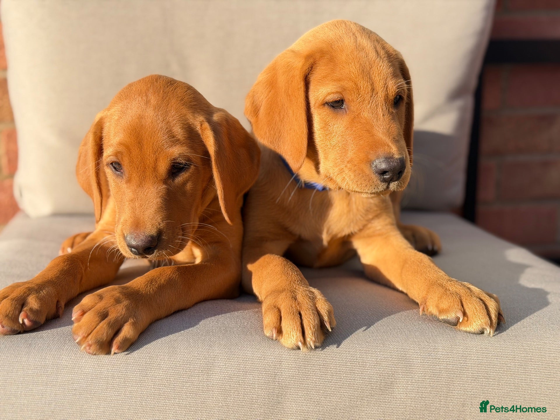 Labrador Retriever dogs Labrador Retriever puppies - Advert 1