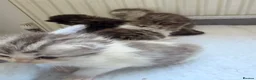 Persian cats for sale: Adorable Persian chinchilla mixed kittens  in Luton - Advert 5