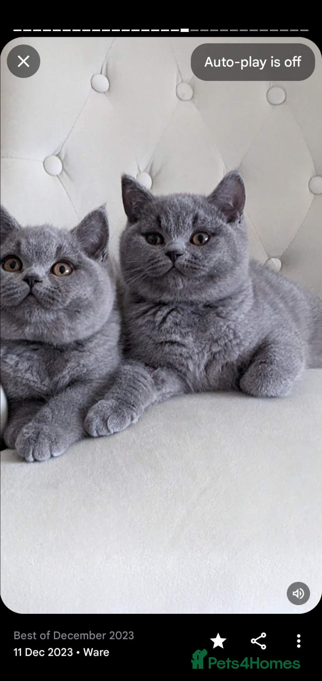 British Shorthair cats for sale: Amazing British shorthair blue kittens in Ware - Image 15