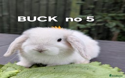 Mini Lop rabbits for sale: FRIENDLY AND SUPERCUTE MINILOPS  - Image 3