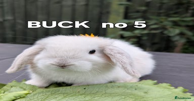 Mini Lop rabbits - Advert 8