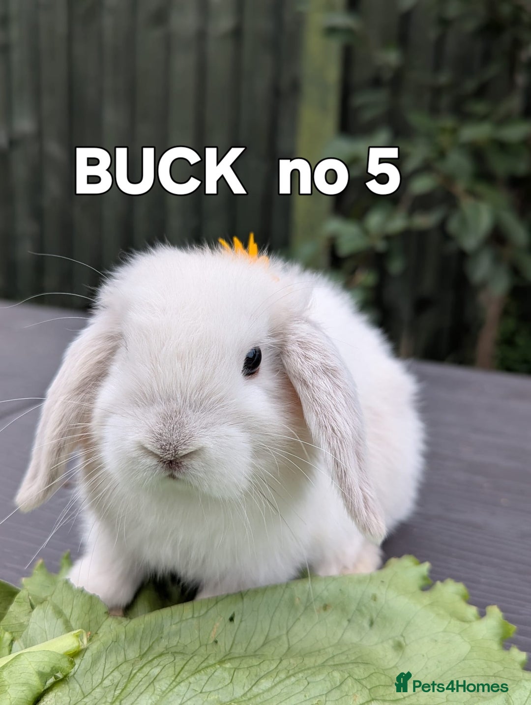 Mini Lop rabbits for sale: FRIENDLY AND SUPERCUTE MINILOPS  - Image 3