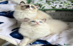 Ragdoll cats for sale: Bicolour Ragdoll Kittens Ready To Go in Castleford - Image 1