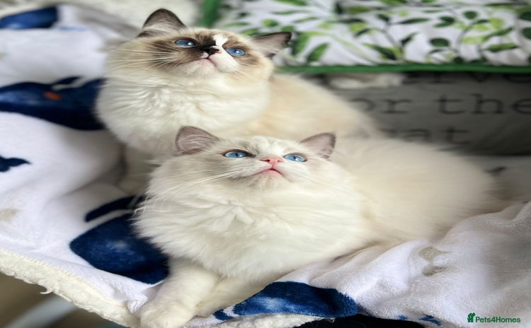 Ragdoll cats in Castleford - Advert 4