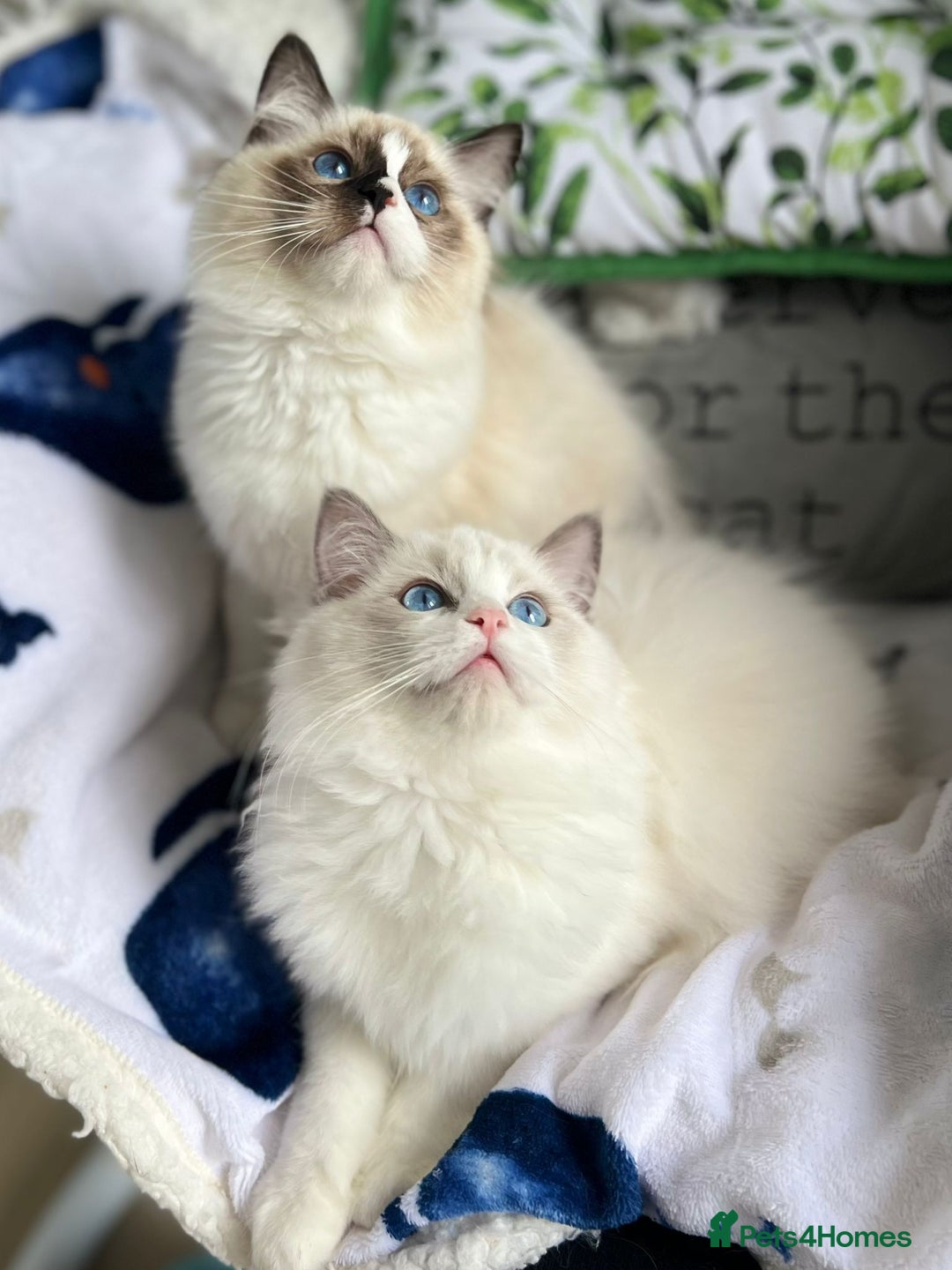 Ragdoll cats for sale: Bicolour Ragdoll Kittens Ready To Go in Castleford - Image 1