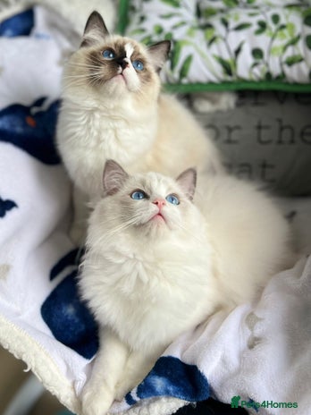 Ragdoll cats in Castleford - Advert 15