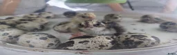 Quail poultry for sale: Jumbo Coturnix Quail - hatching eggs, chicks - Advert 2