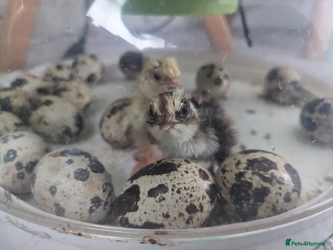 Quail poultry for sale: Jumbo Coturnix Quail - hatching eggs, chicks - Advert 2