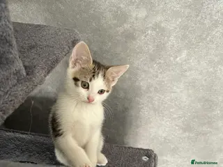 Mixed Breed cats 3 beautiful kittens. - Advert 18