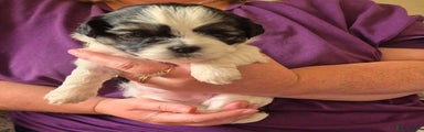 Shorkie Puppy 2
