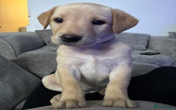 Labrador Retriever dogs for sale: 7 beautiful red fox Labrador puppies for sale.  - Image 21