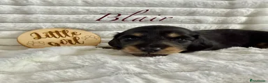 Blair black and cream