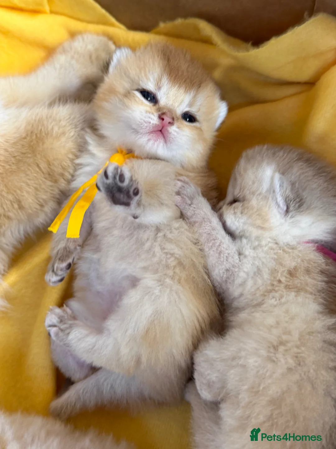 British Shorthair cats for sale: British shorthair blue golden kittens GCCF  - Advert 2