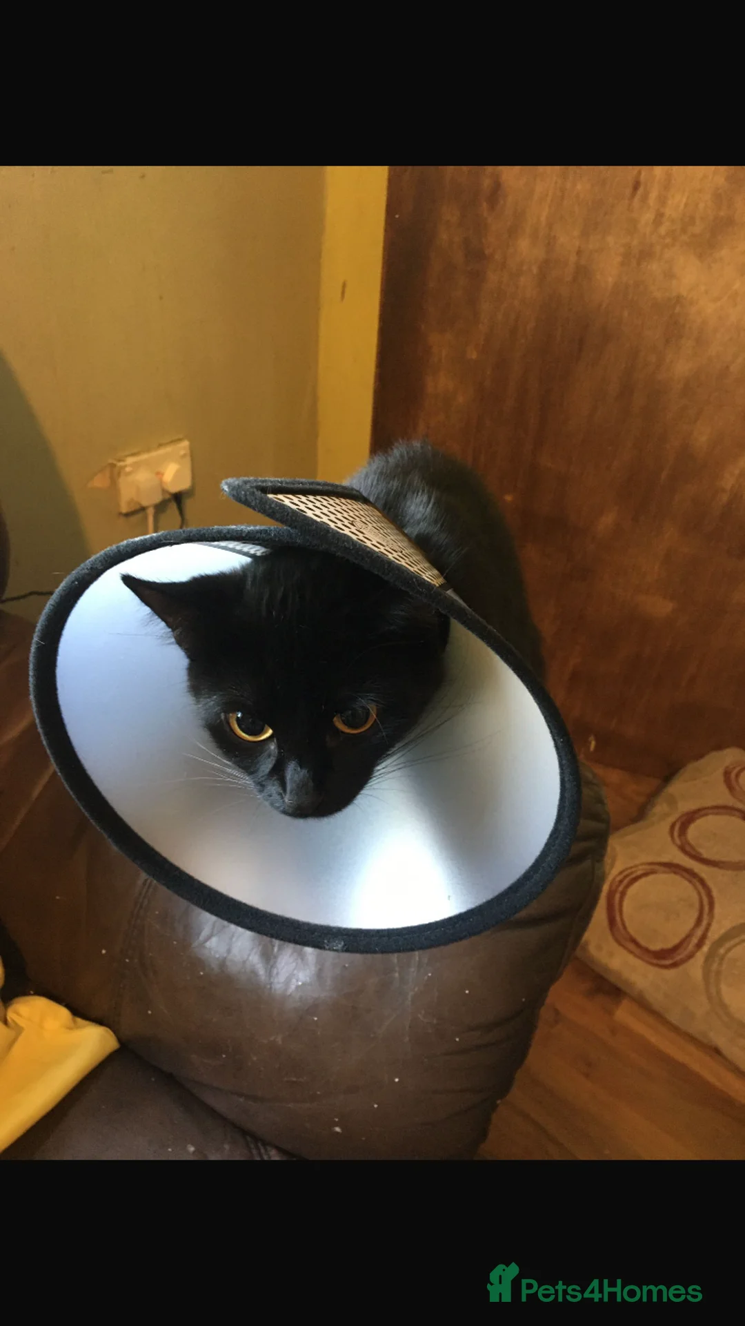 Mixed Breed cats for sale: Two black kittens for sale - Advert 2