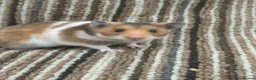Hamster rodents for sale: Stunning Baby Syrian Hamsters - Advert 5