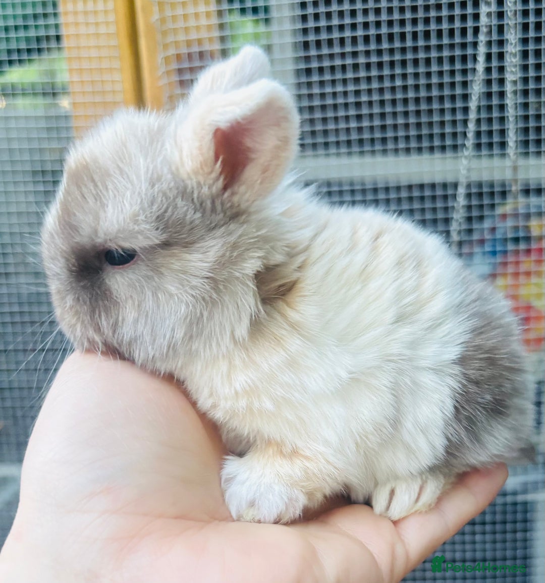 Mini Lop rabbits for sale: PURE bred baby PEDIGREED mini lops  - Image 11