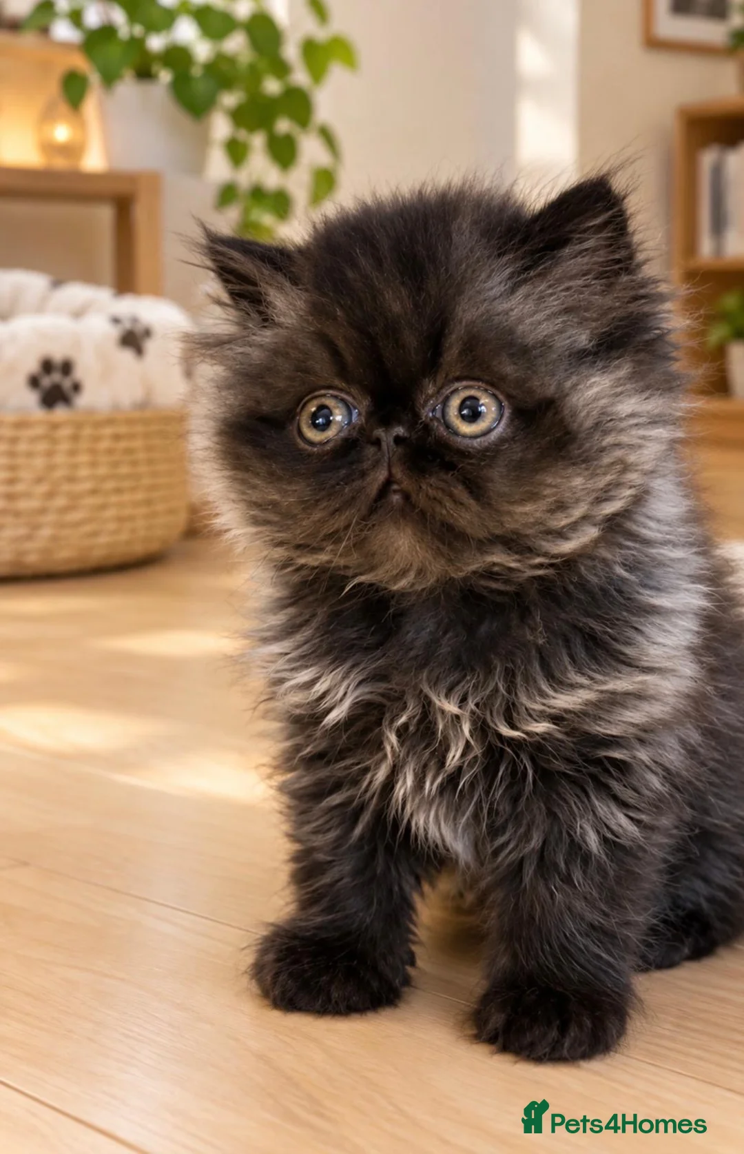 Persian cats for sale: Pedigree registered Persian kitten  - Advert 1