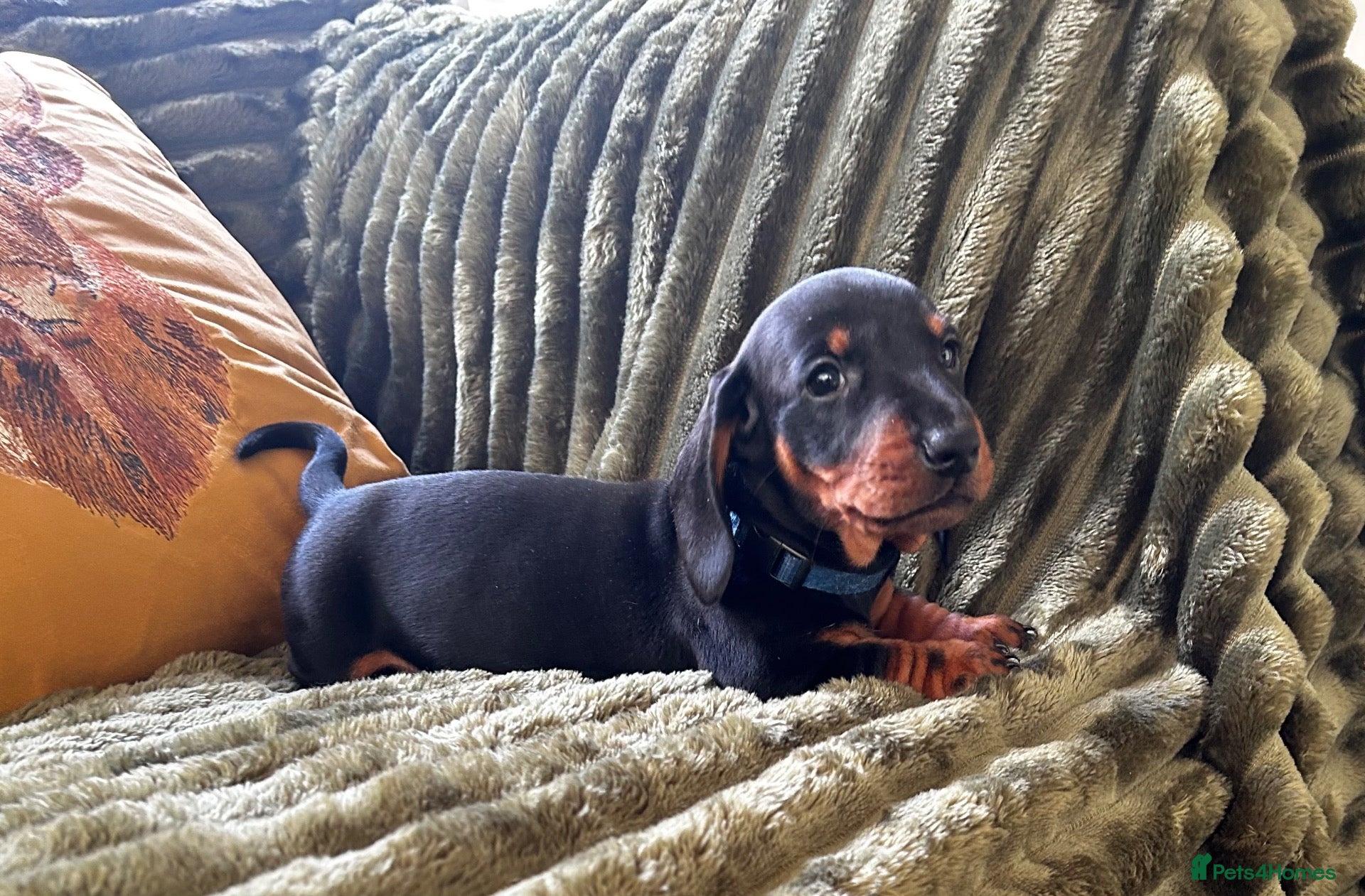 Dachshund dogs CHAMPION LINES - STANDARD KC SMOOTH DACHSHUNDS  - Advert 2