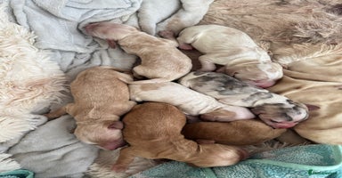 Cocker Spaniel dogs - Advert 12