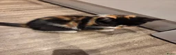 Mixed Breed cats for sale: 5 gorgeous kittens for sale - Advert 17