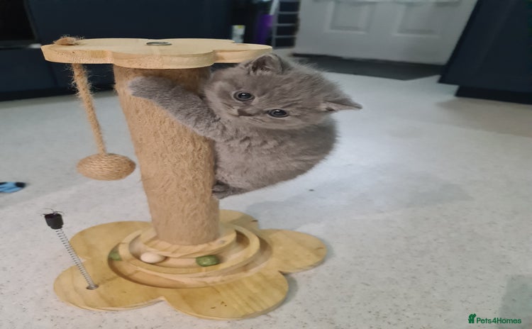 British Shorthair cats - Advert 9