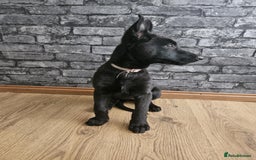 Belgian Shepherd Dog dogs for sale: Dutch Pure Bred Shepherd Puppies  - Image 16