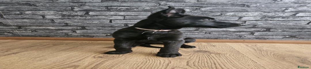 Belgian Shepherd Dog Puppy 9
