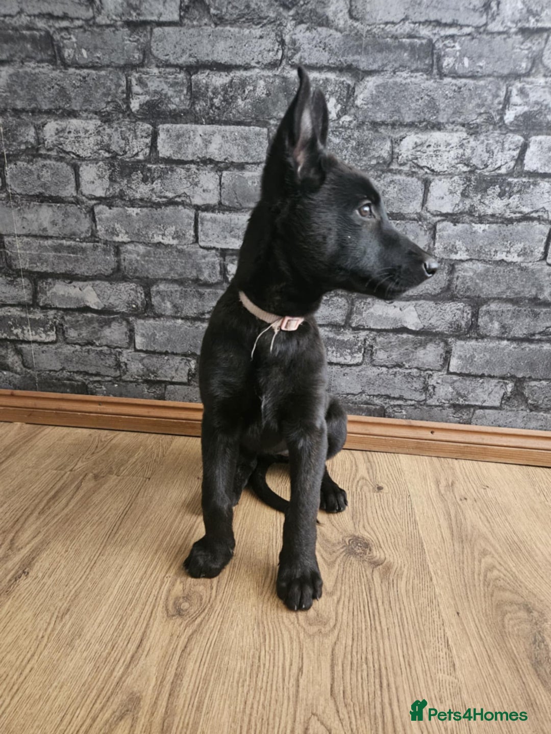 Belgian Shepherd Dog dogs for sale: Dutch Pure Bred Shepherd Puppies  - Image 16