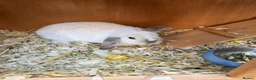 Mini Lop rabbits for sale: Gorgeous Mini Lop Girl  in Trowbridge - Advert 4